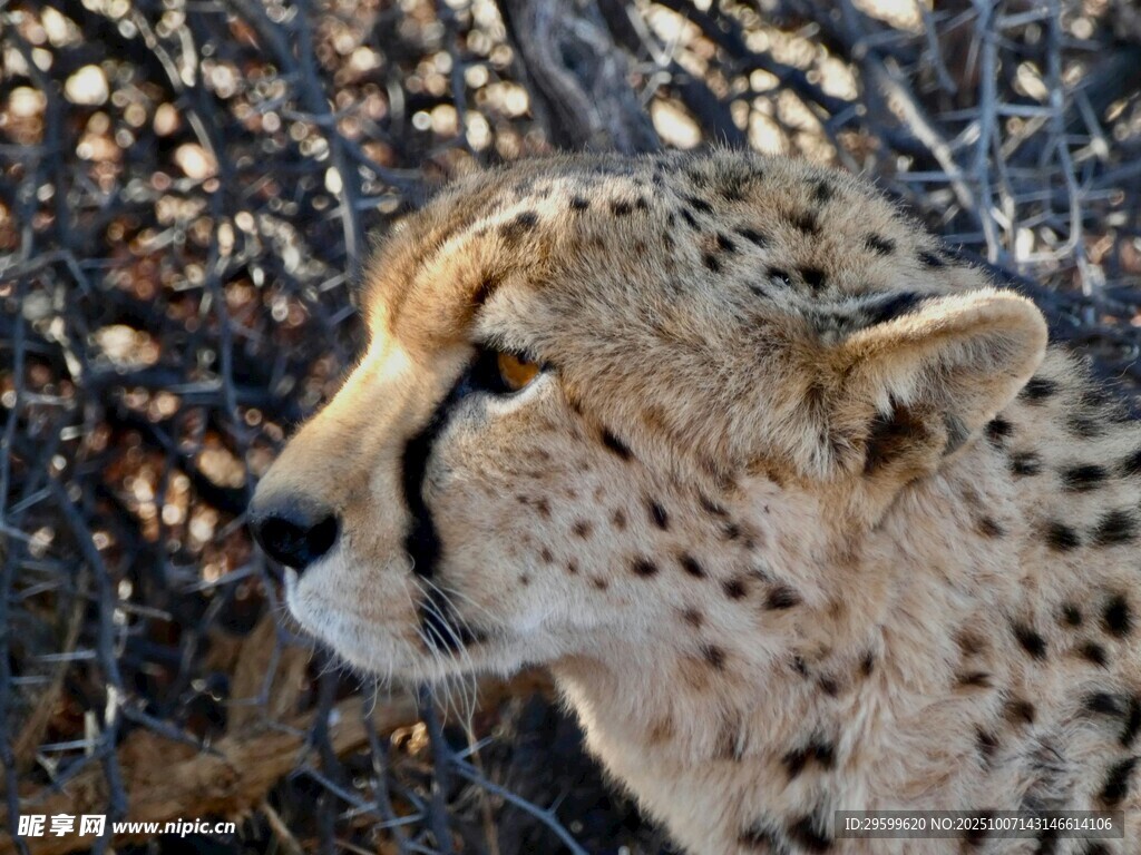 猎豹特写