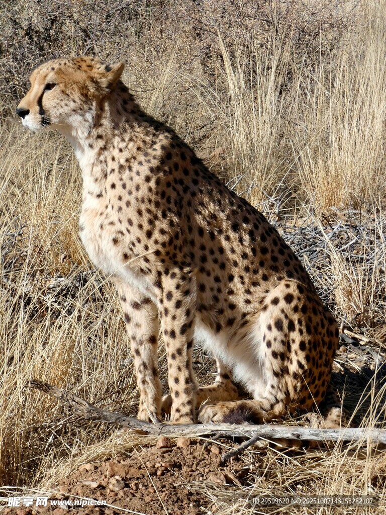 草原上的猎豹