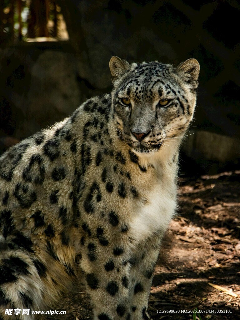 雪豹特写