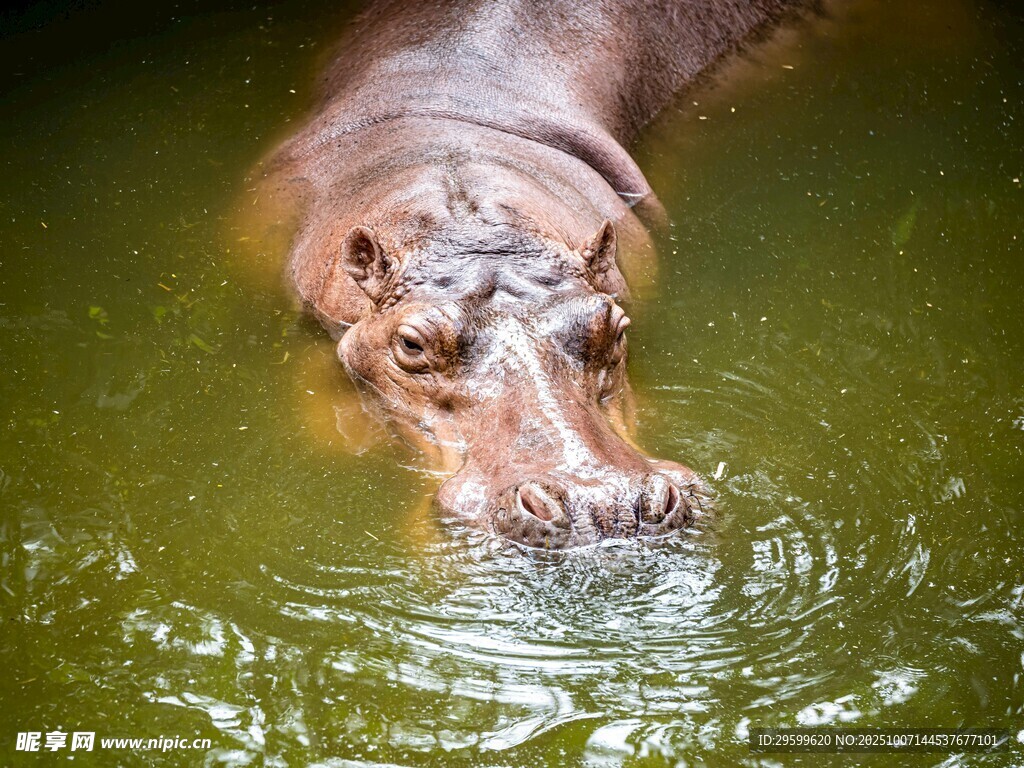 水中的河马