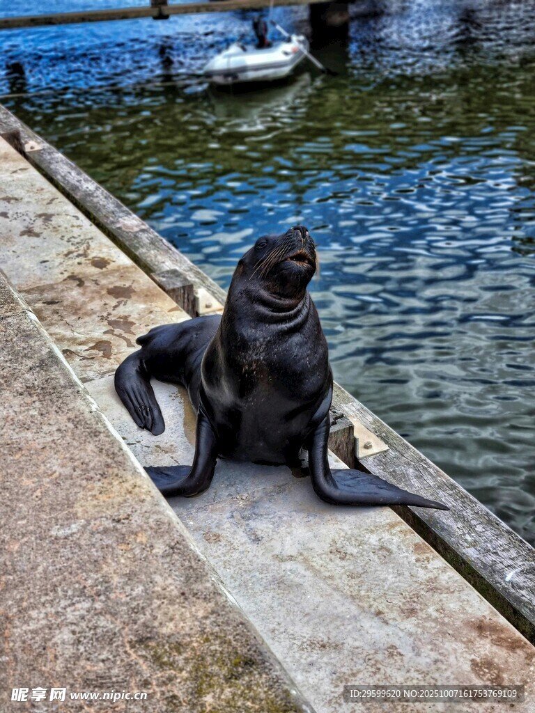 岸边可爱海狮与人互动
