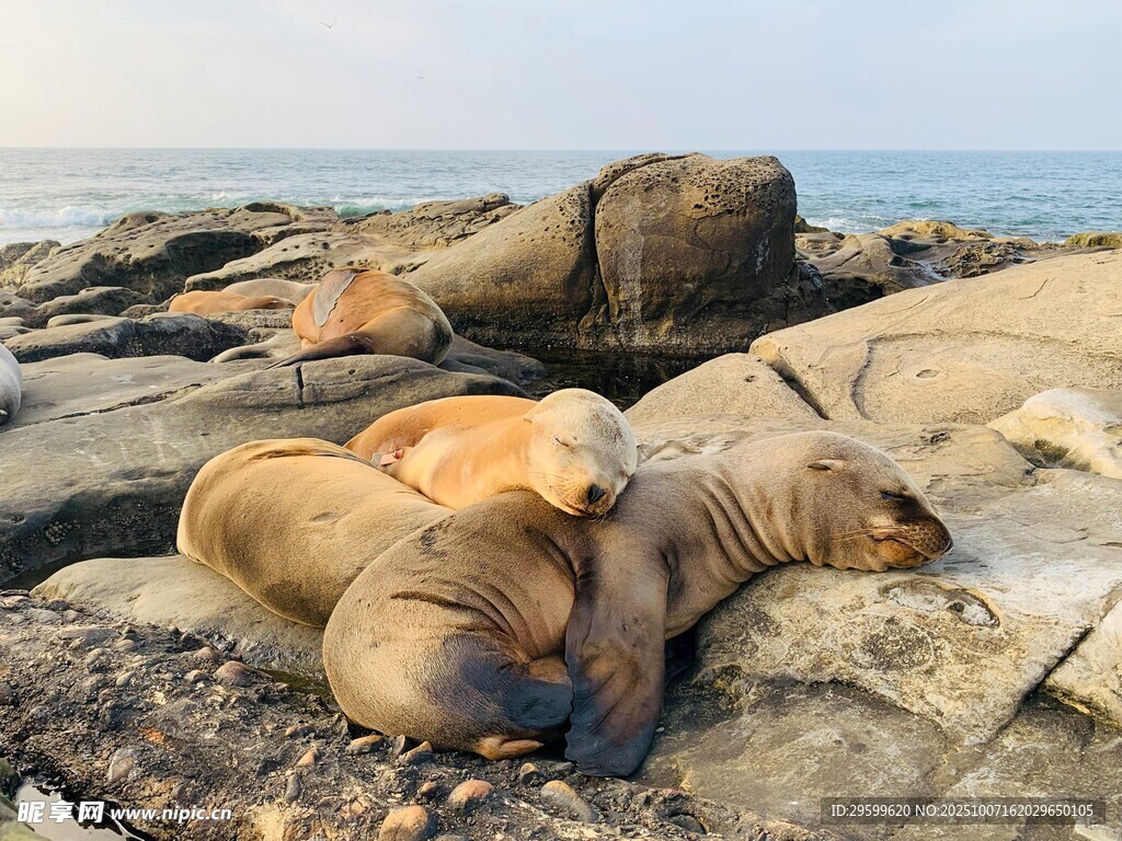 岩石上休憩的海狮