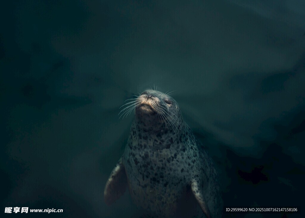 深海中的海豹