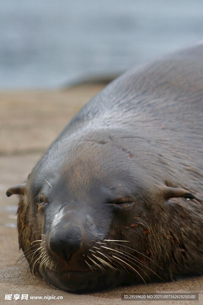 休憩的海狮