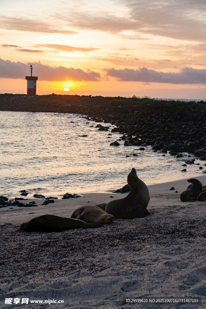 夕阳下海滩上休憩的海狮