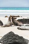 海滩上亲昵的海狮