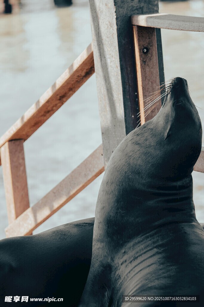 海狮仰头望船上栏杆