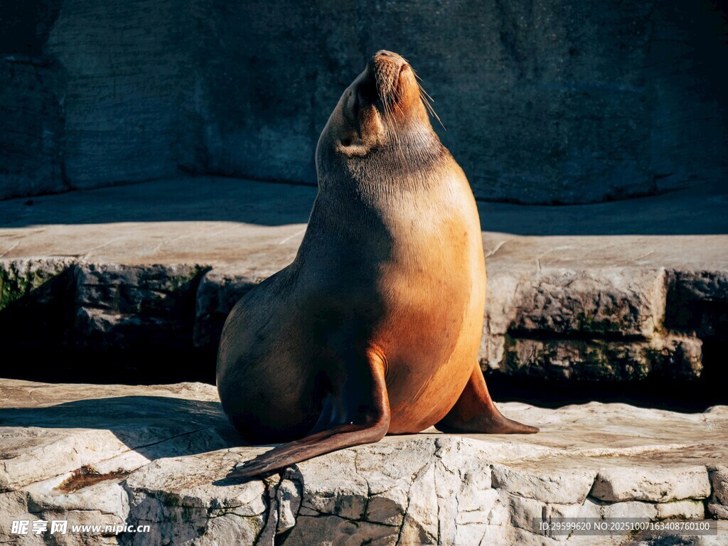 岩石上的海狮