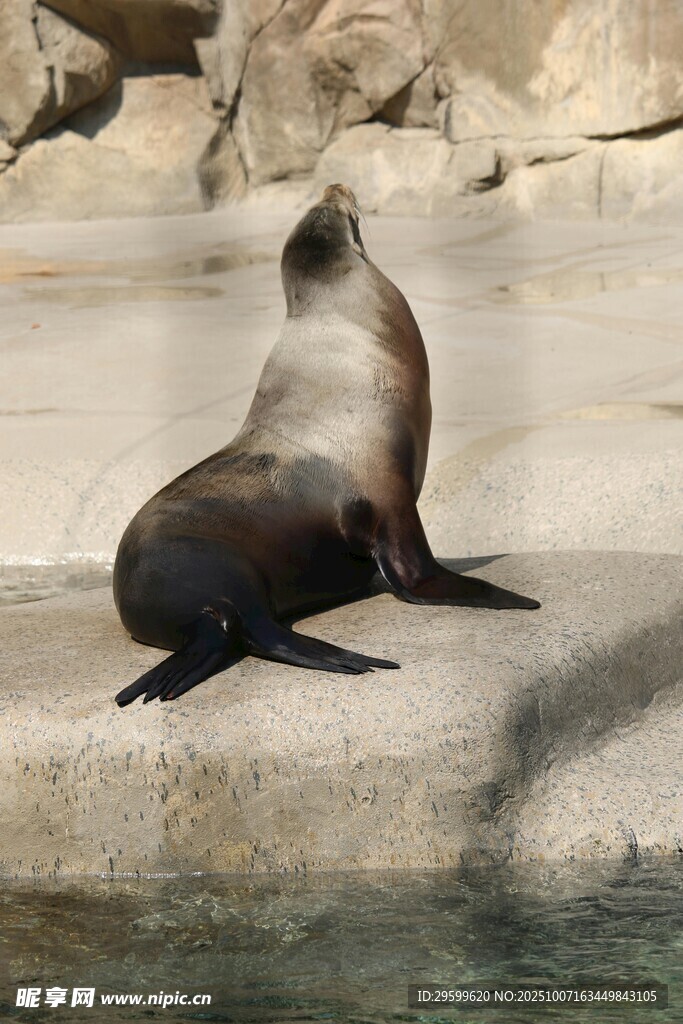 海狮休憩于石上