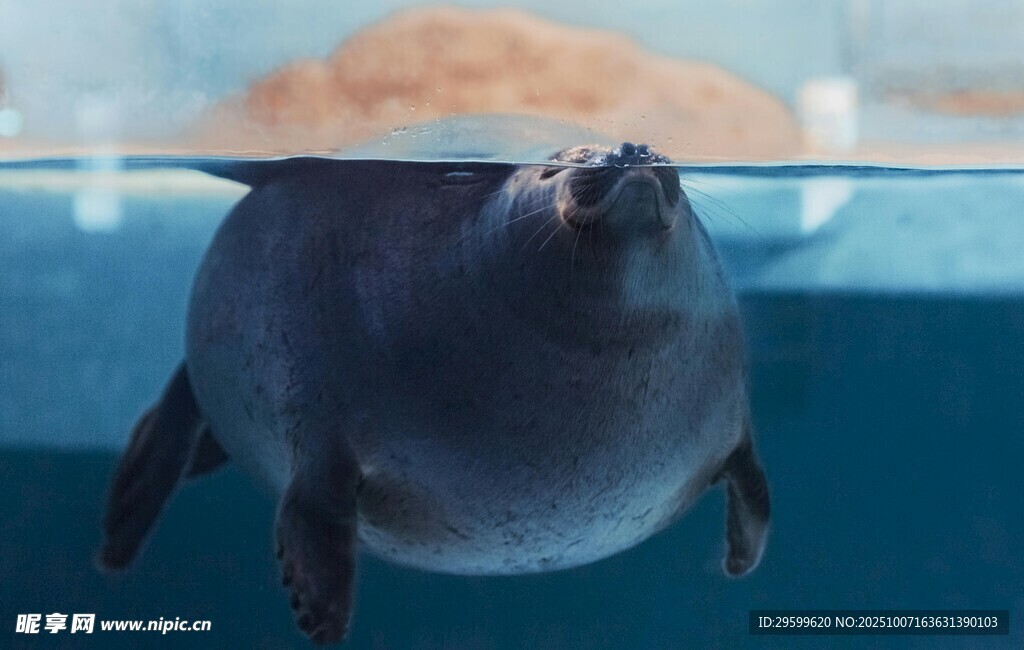 水中萌态海豹