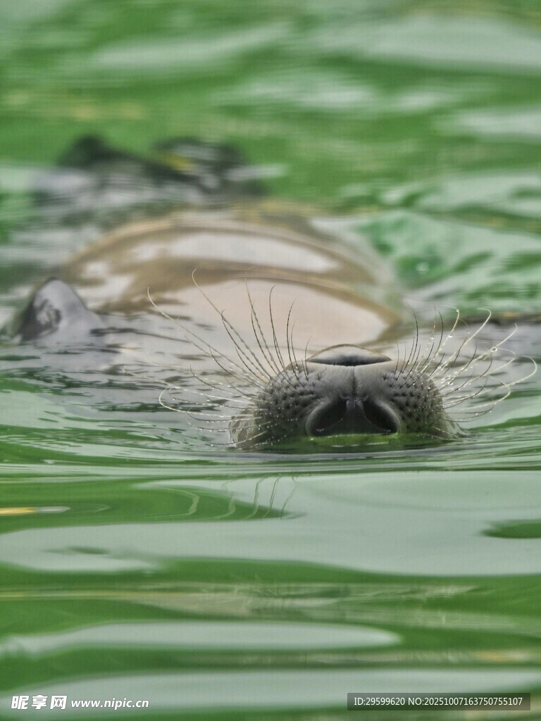 水中嬉戏的海豹