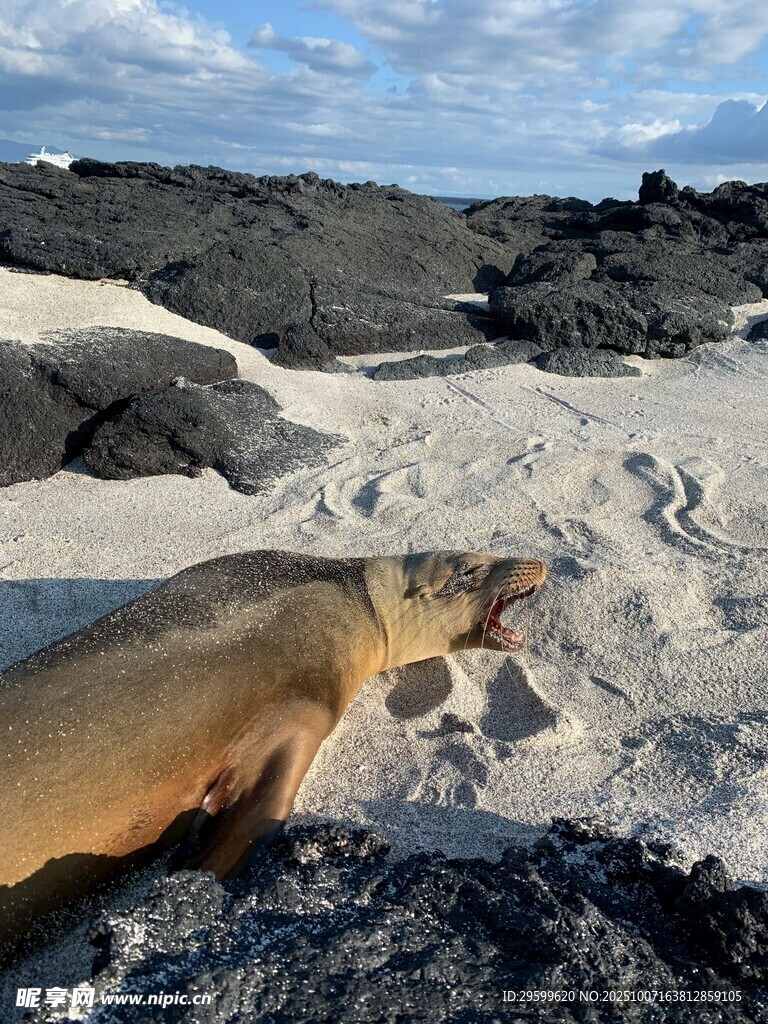 沙滩上休憩的海狮