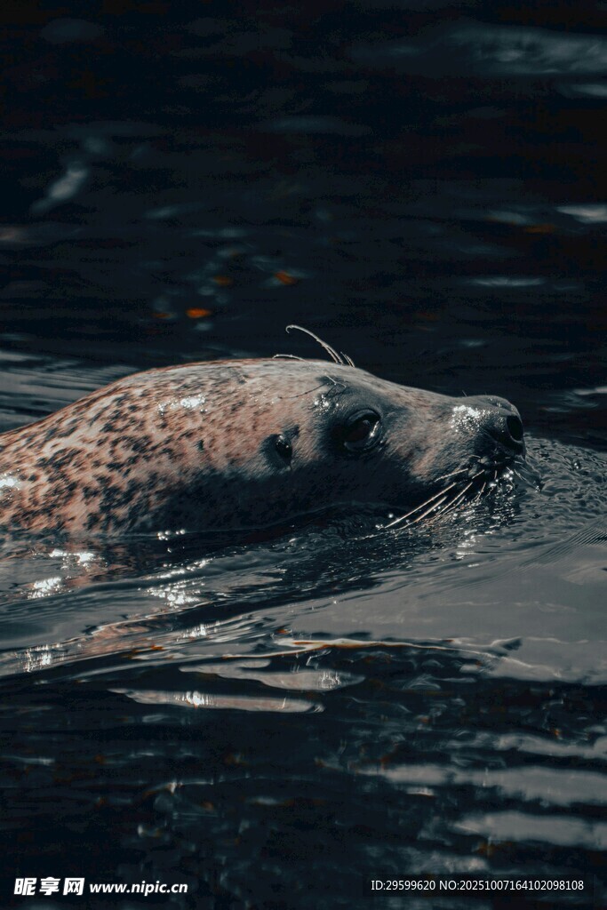 水中海豹特写