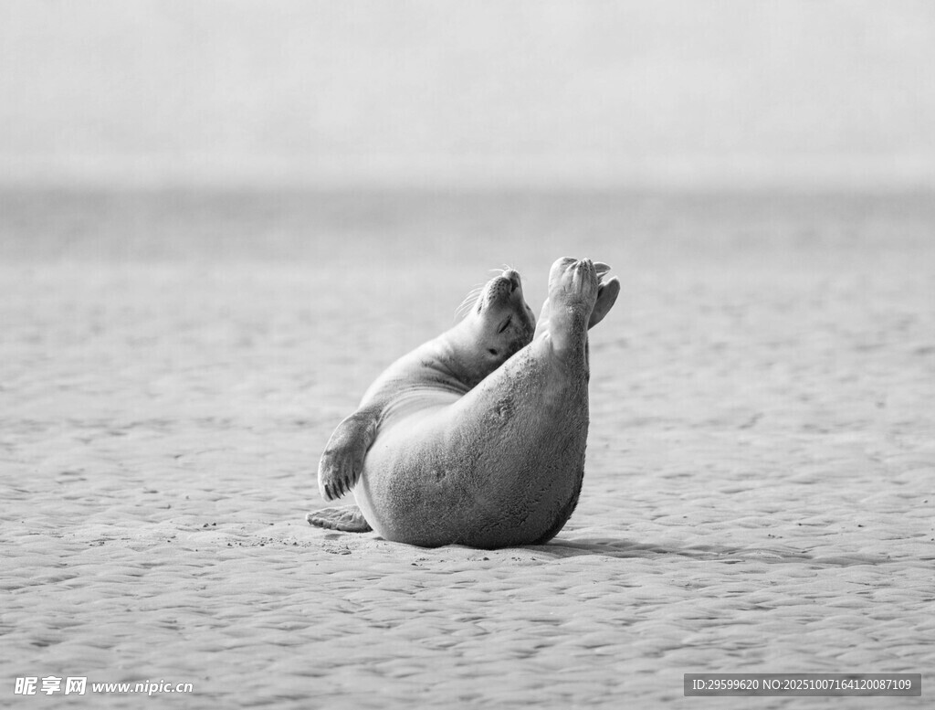 海滩上悠闲躺卧的海象