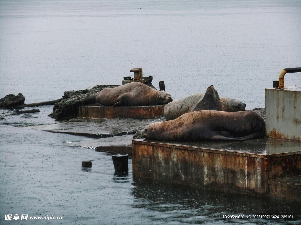 海面上休憩的几只海狮