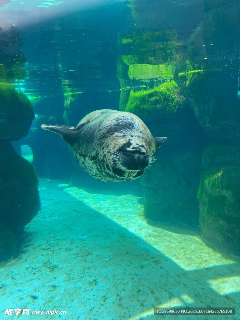 水中畅游的海象