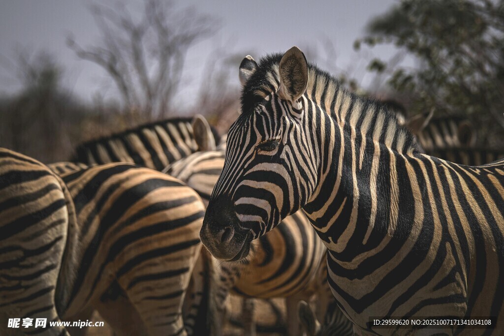 草原上的斑马群