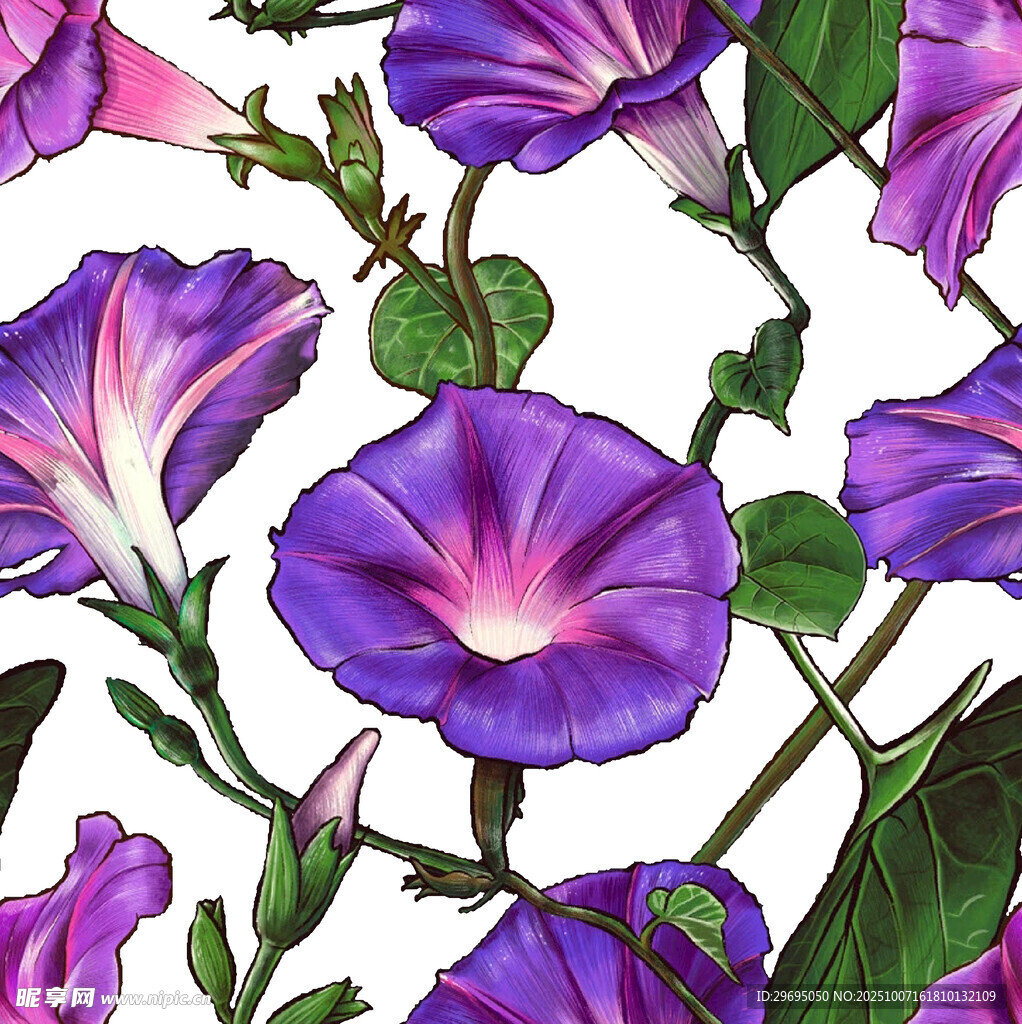 紫色牵牛花插画图案