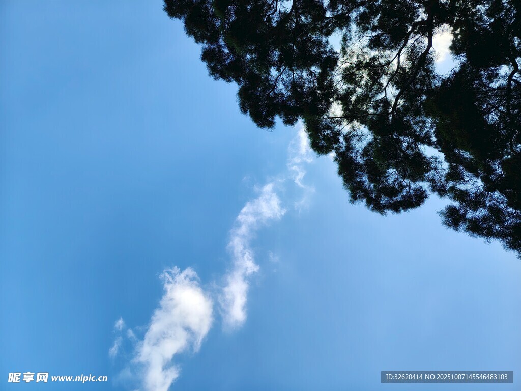 蓝天树梢间的白云