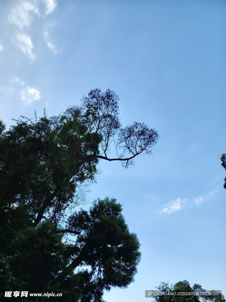 蓝天绿树自然风光