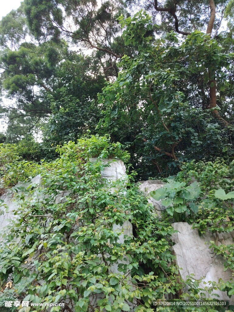 繁茂绿植覆盖的自然景象
