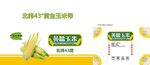 玉米箱 黄糯玉米 黄金玉米带