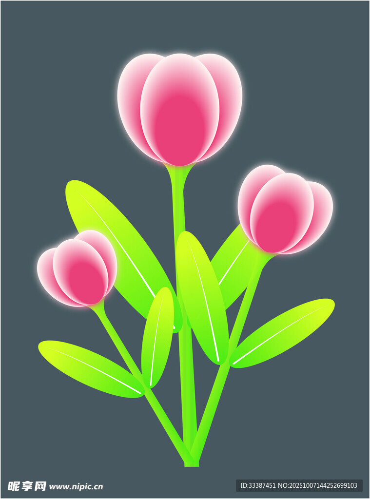 三朵粉色郁金香插画