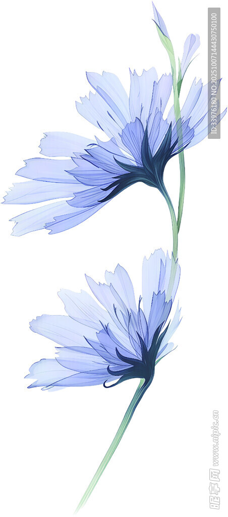 蓝色矢车菊水彩花卉图