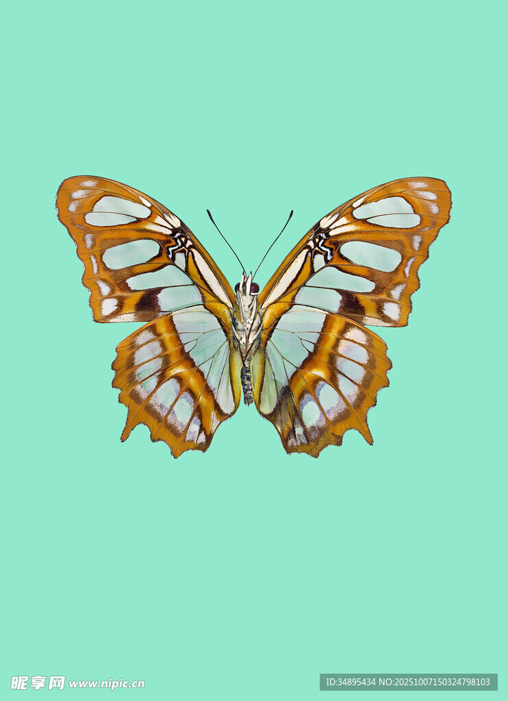 蝴蝶