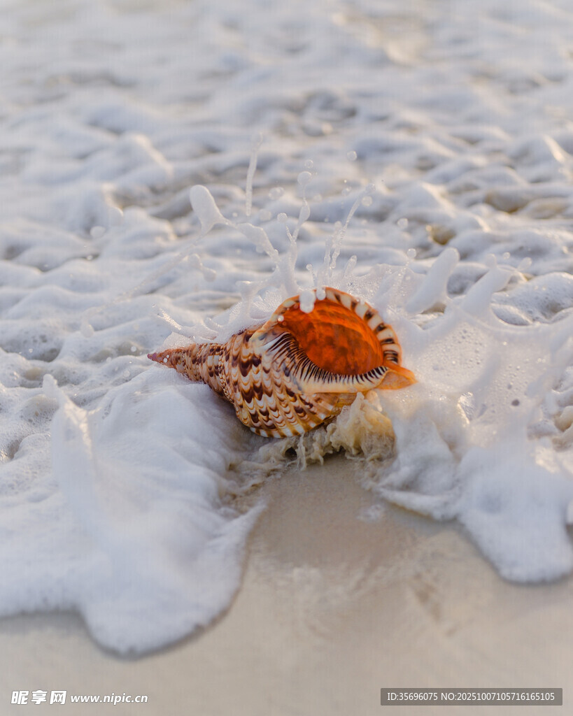 沙滩上的多彩海螺与海浪
