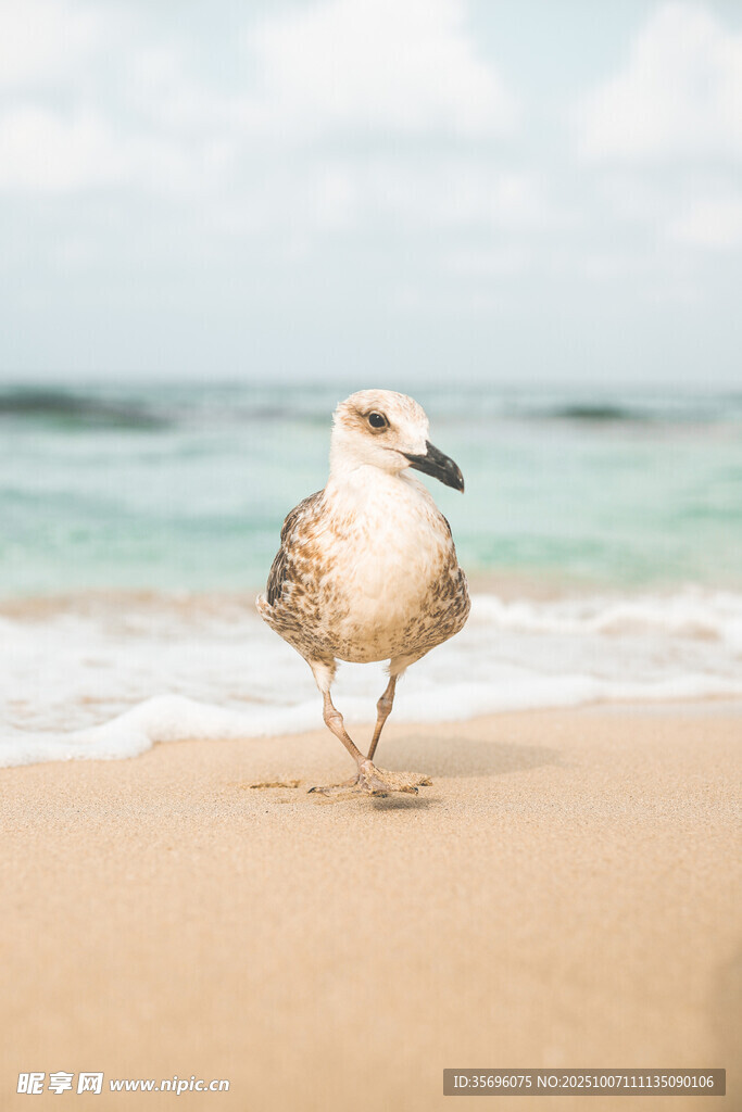 沙滩上漫步的海鸥