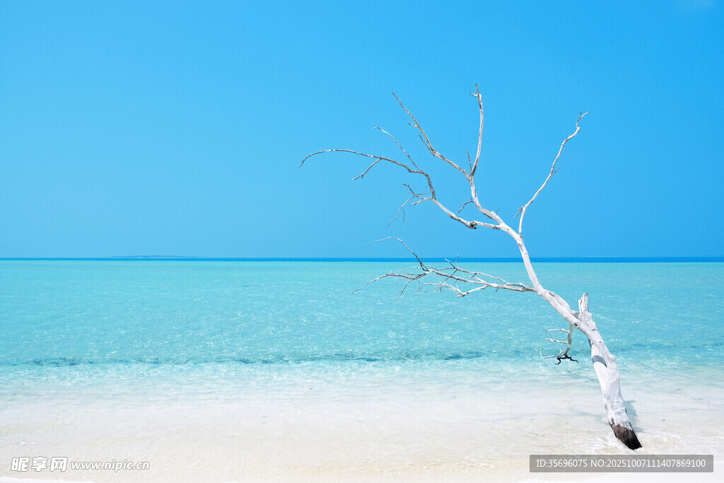 海边枯树立于澄澈蓝天下