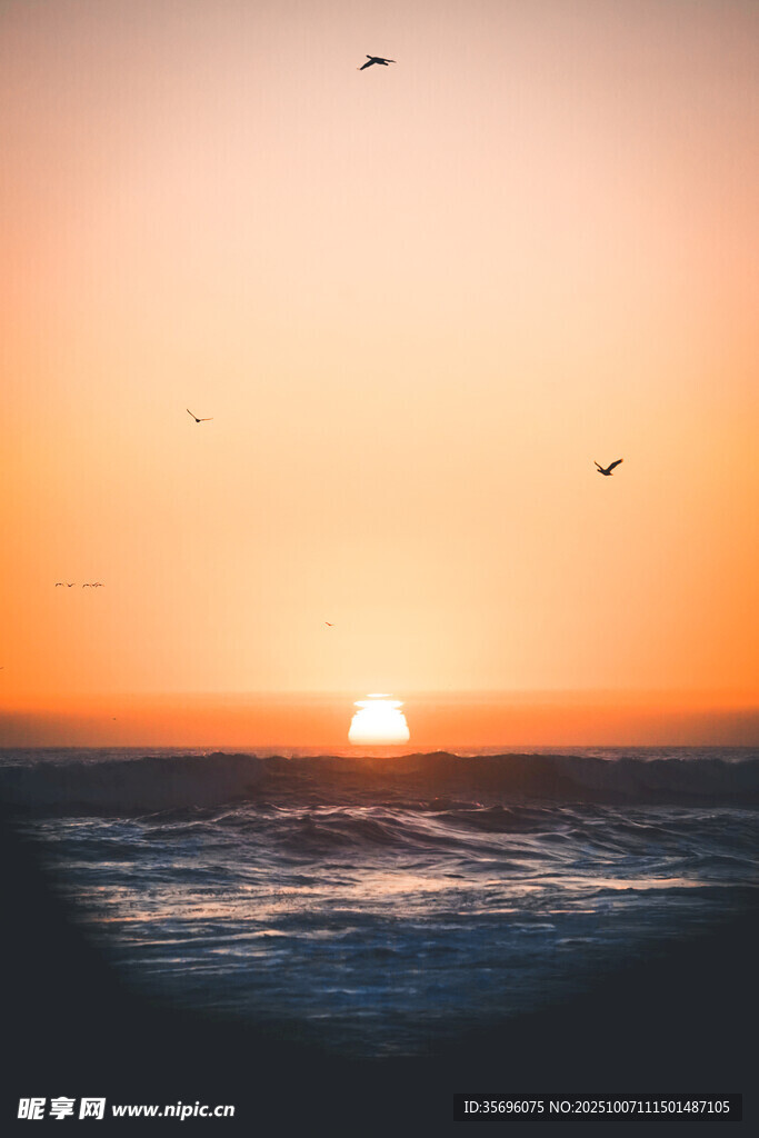 海上日落飞鸟美景