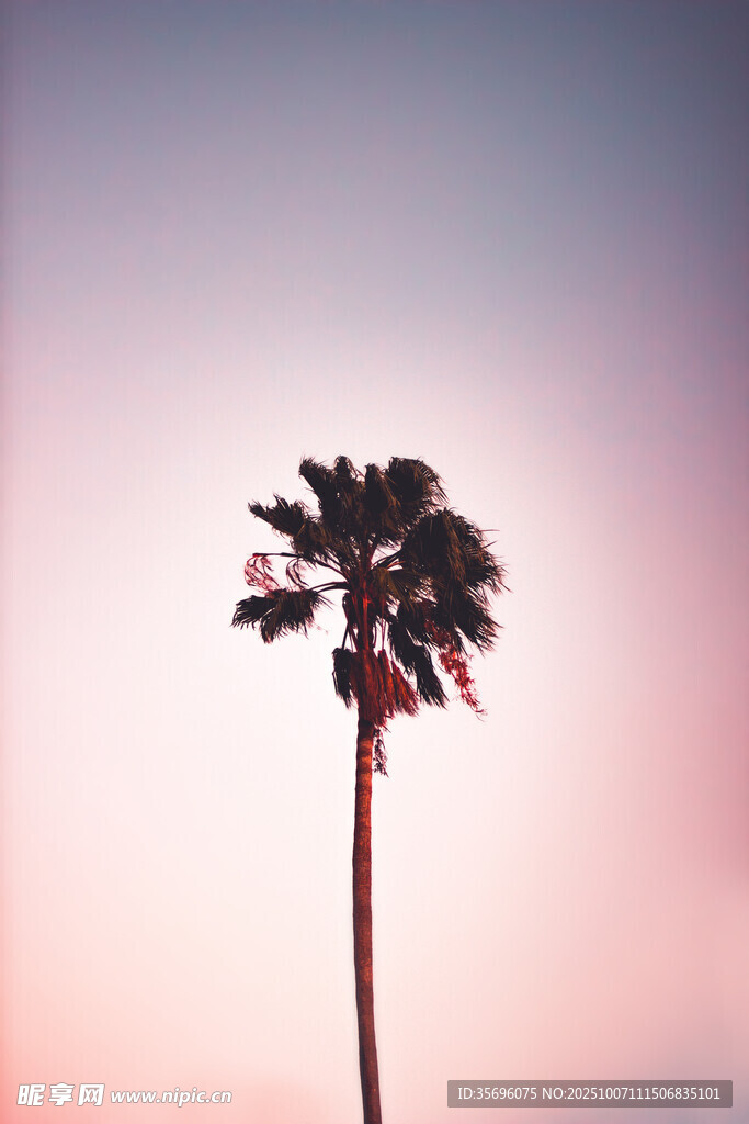 夕阳下的孤独棕榈树