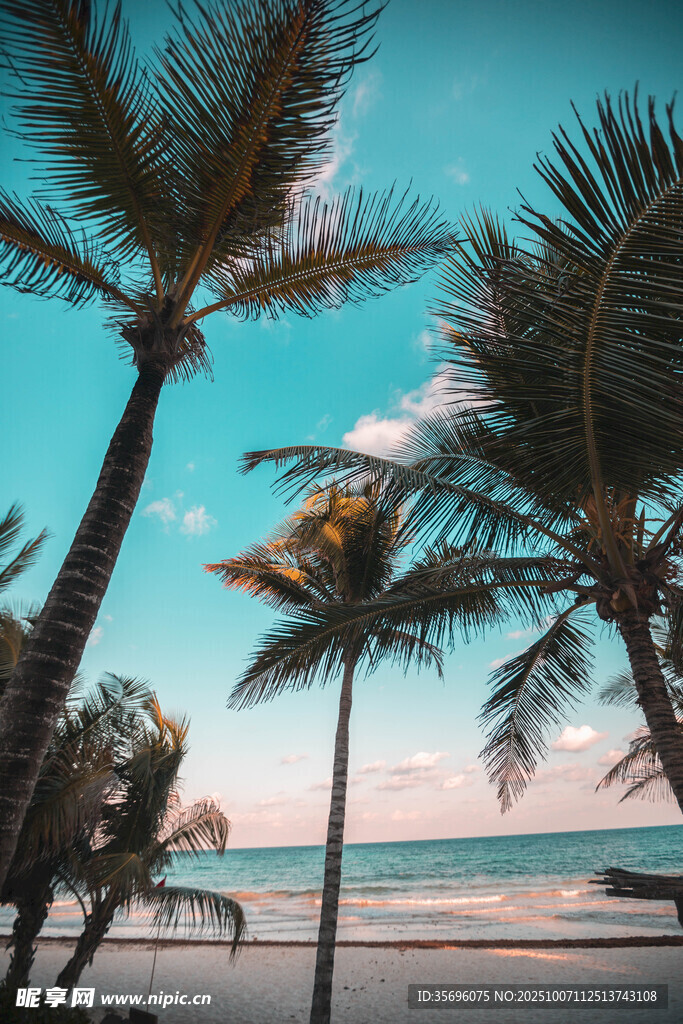 热带海滩边的高大棕榈树