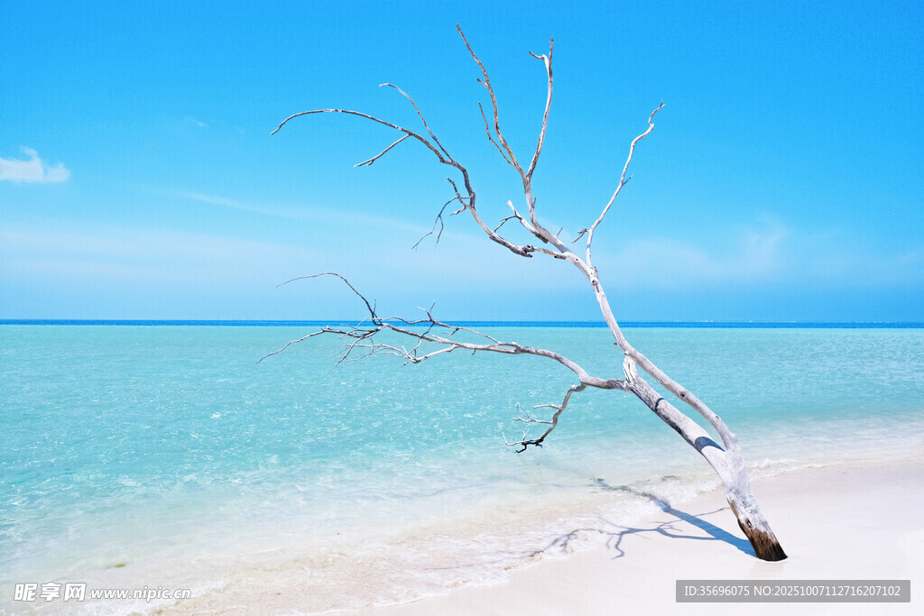 海滩上的枯树与碧蓝海水