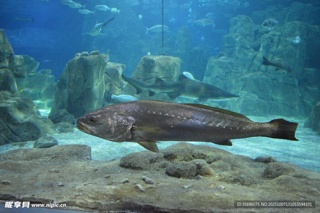 水族馆中游动的大鱼