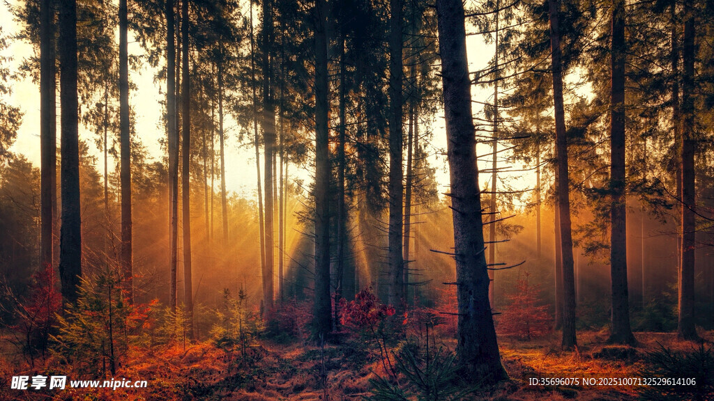 森林中的落日余晖美景