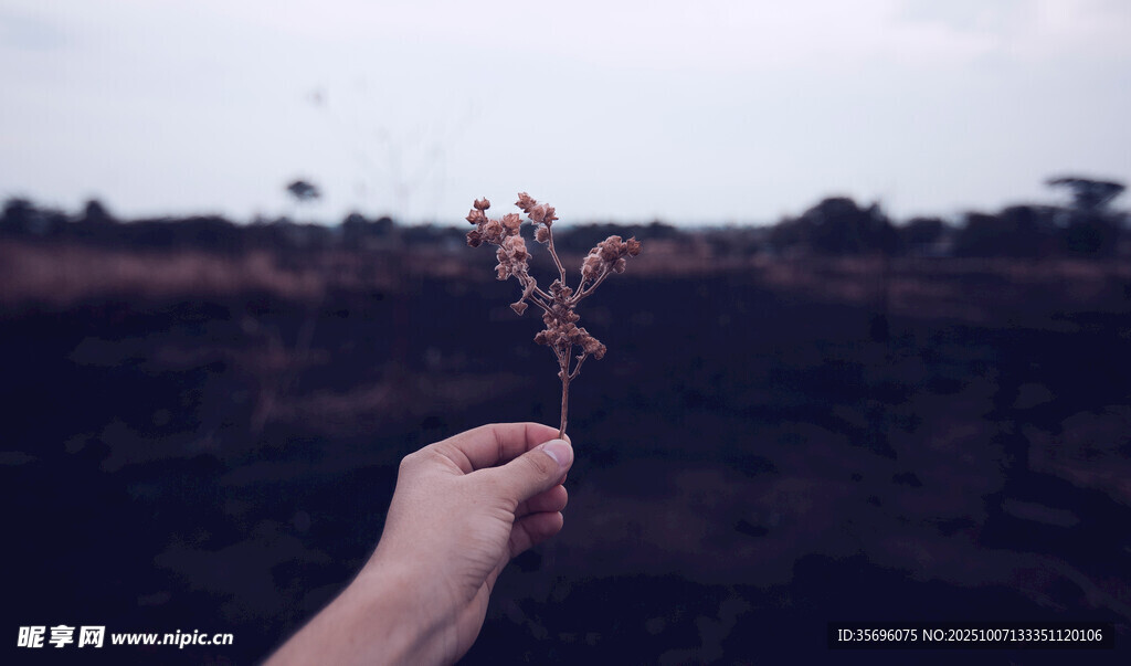 手捧枯萎花朵的孤寂瞬间