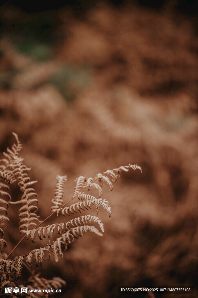 棕色蕨类植物特写