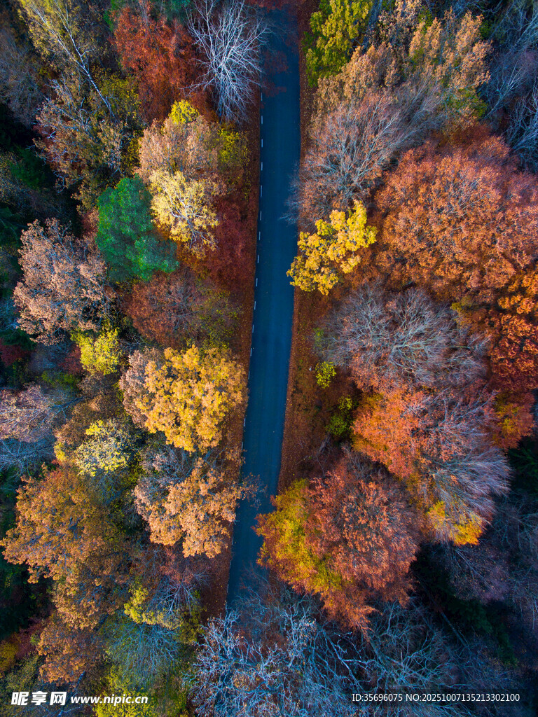 秋日林间道路斑斓美景