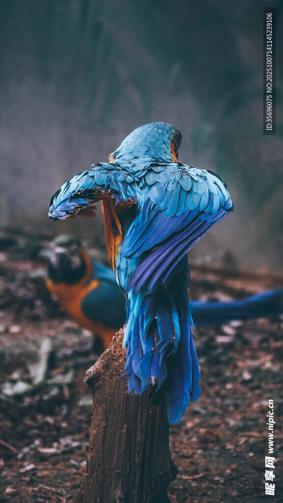 鹦鹉