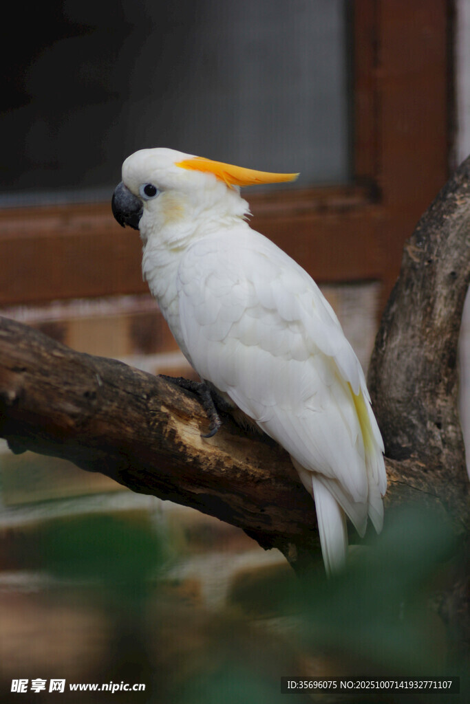 鹦鹉