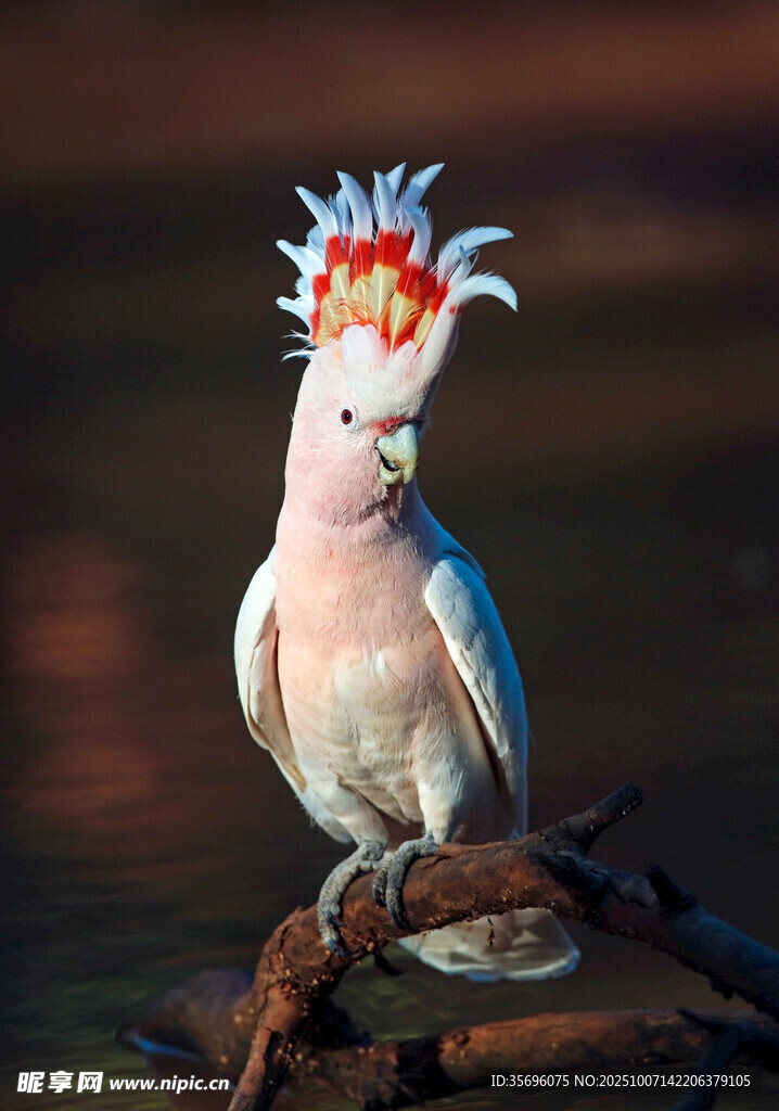 鹦鹉