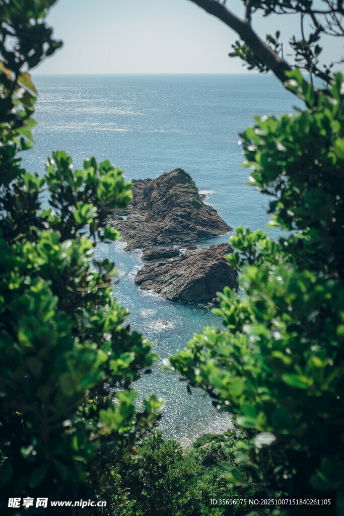 透过枝叶望海边嶙峋礁石