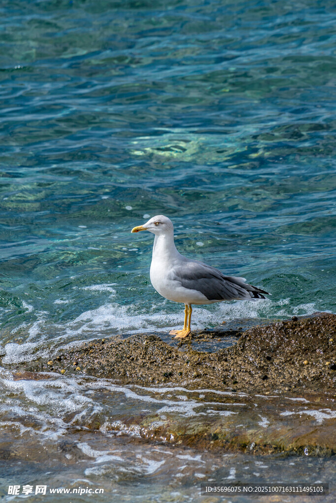 海鸥