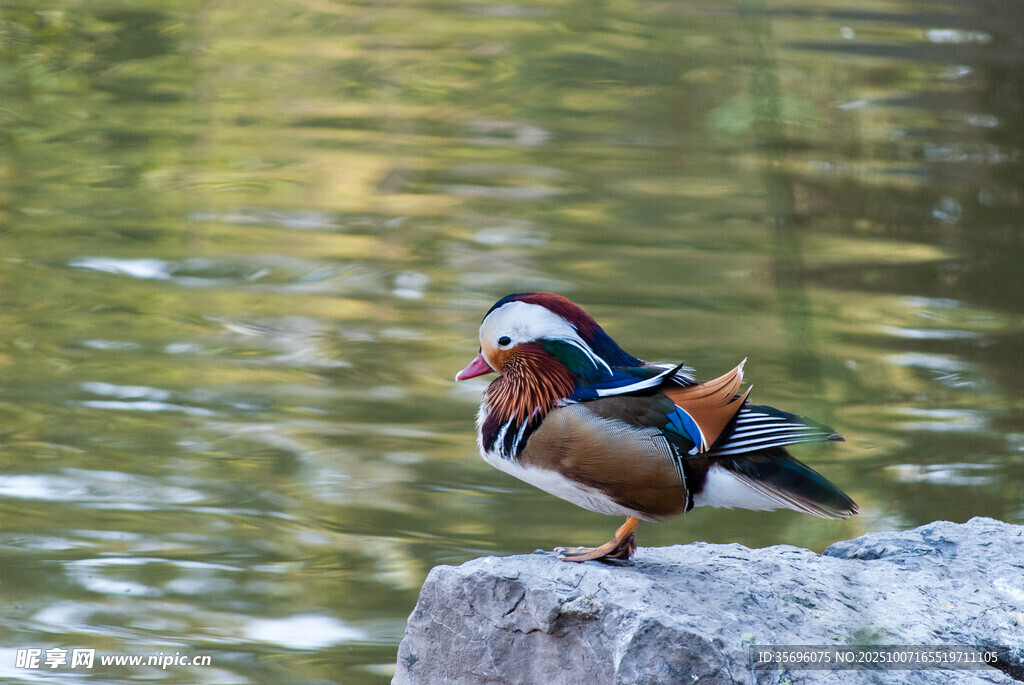 鸳鸯