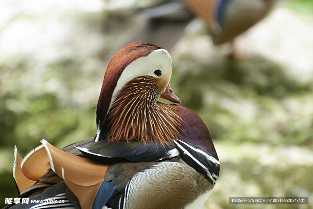 鸳鸯