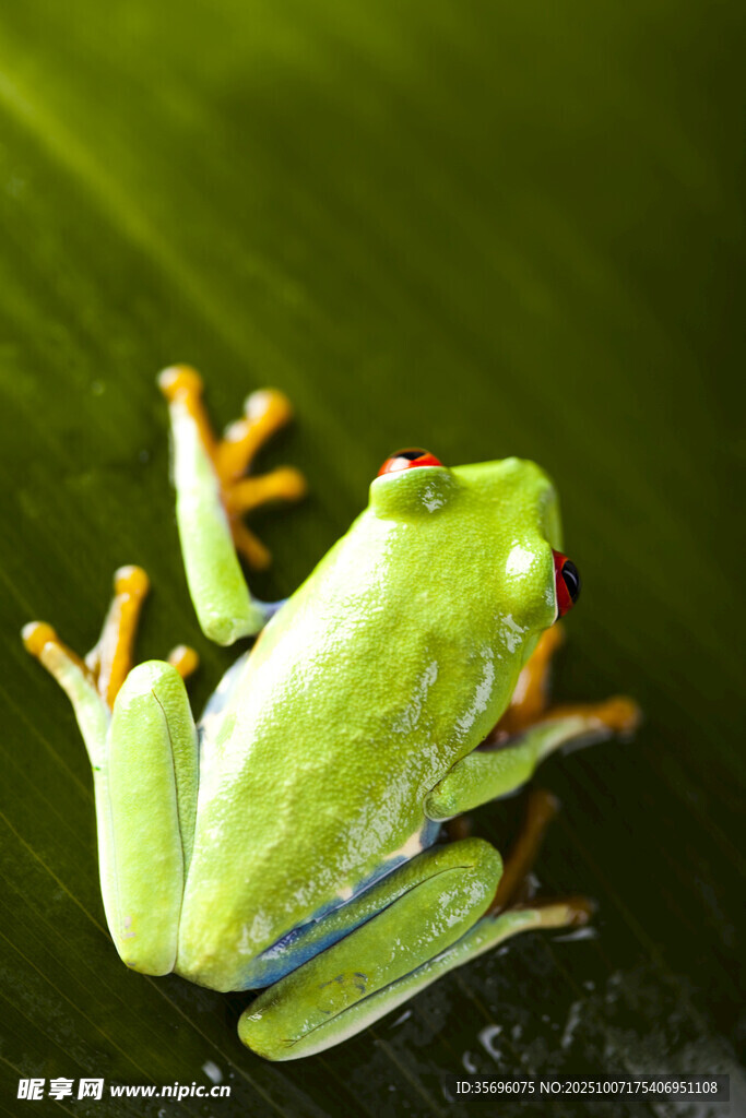 青蛙