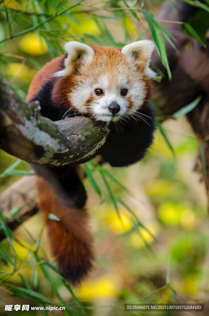 小熊猫
